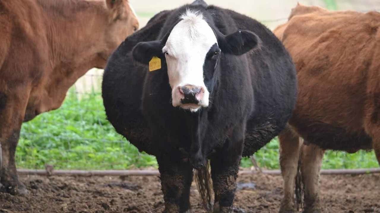 Gebe İneğin Özellikleri