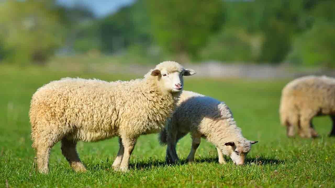 Koyunlarda Topallık Nedenleri