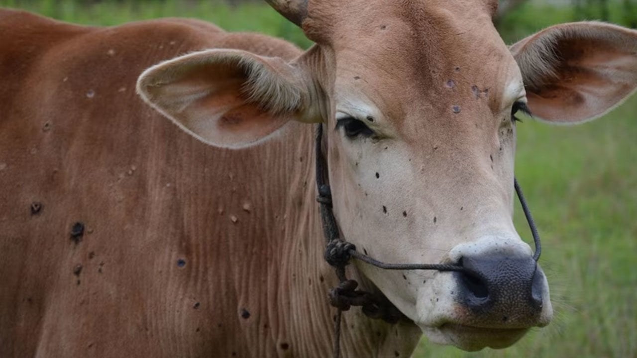 Nokra Nedir? Mücadelesi Nasıl Olmalıdır?