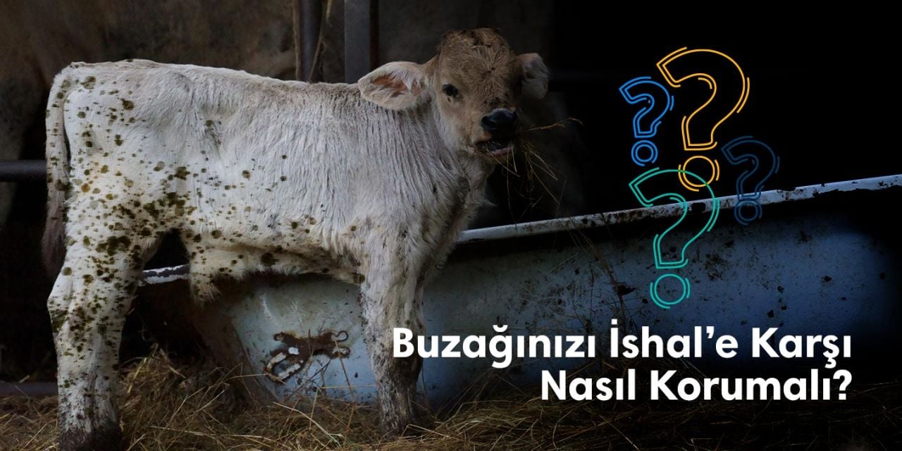 Buzağınızı İshal’e Karşı Nasıl Korumalı?