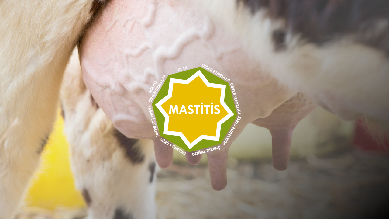 Mastitis ile mücadele