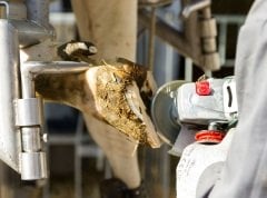 Kerbl 6 Dişli Tırnak Kesme Diski