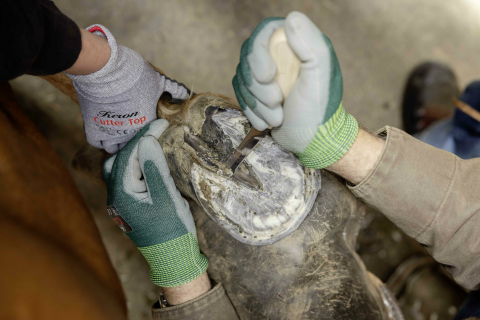 RENET SAG/SOL GTA316