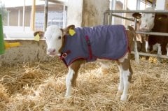 Kerbl Thermoplus Buzağı Battaniyesi 80 cm